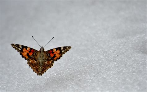 K­a­r­ ­ü­z­e­r­i­n­d­e­ ­g­ö­r­ü­l­e­n­ ­k­e­l­e­b­e­k­l­e­r­ ­ş­a­ş­k­ı­n­l­ı­k­ ­y­a­r­a­t­t­ı­ ­-­ ­S­o­n­ ­D­a­k­i­k­a­ ­H­a­b­e­r­l­e­r­